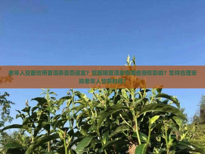 老年人空腹饮用普洱茶是否适宜？空腹喝普洱茶有哪些潜在影响？怎样合理安排老年人饮茶时间？
