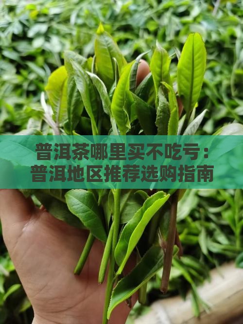 普洱茶哪里买不吃亏：普洱地区推荐选购指南