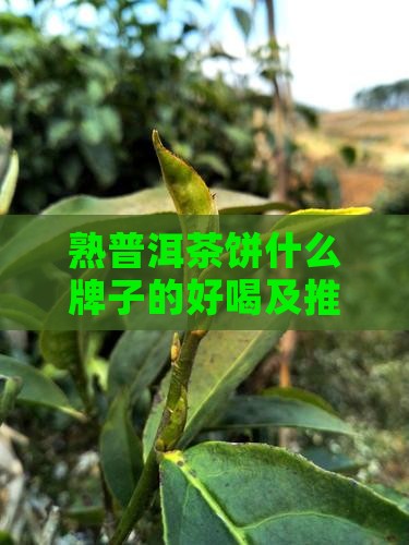 熟普洱茶饼什么牌子的好喝及推荐对比