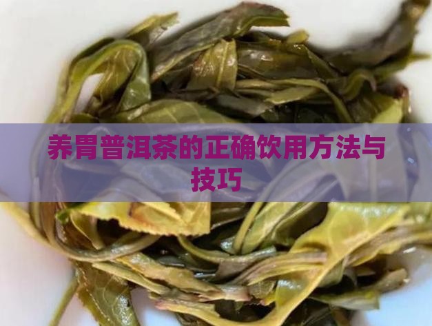 养胃普洱茶的正确饮用方法与技巧