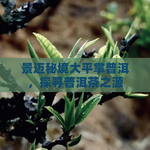 景迈秘境大平掌普洱，探寻普洱茶之源