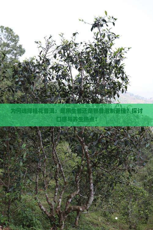 为何选择桂花普洱：是用生普还是熟普泡制更佳？探讨口感与养生热点！