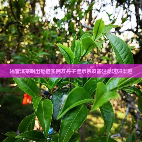喝普洱茶喝出癌症实例方丹子警示茶友需注意选购渠道