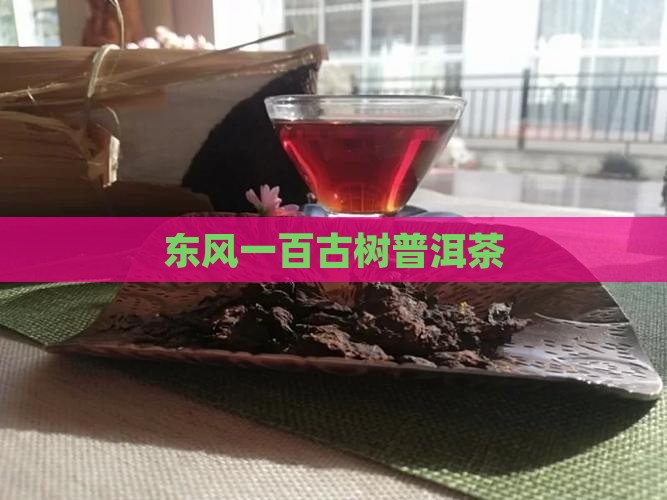 东风一百古树普洱茶