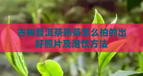 古树普洱茶熟茶怎么拍的出好照片及泡饮方法