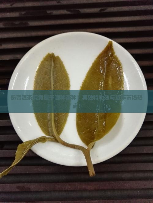 熟普洱茶究竟属于哪种茶种？其独特功效与近年市场热点！