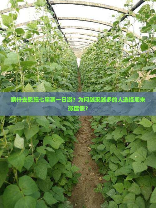 喀什去恩施七星寨一日游？为何越来越多的人选择周末微度假？