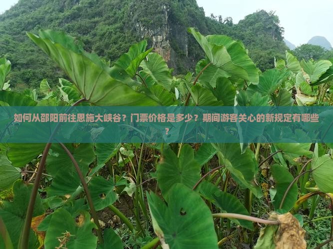 如何从邵阳前往恩施大峡谷？门票价格是多少？期间游客关心的新规定有哪些？