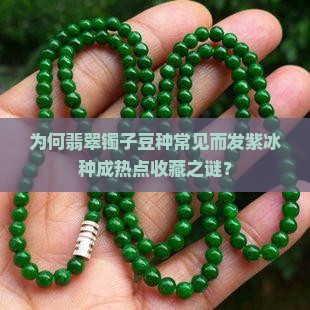 为何翡翠镯子豆种常见而发紫冰种成热点收藏之谜？