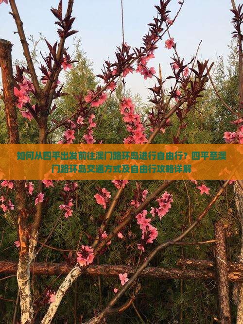 如何从四平出发前往澳门路环岛进行自由行？四平至澳门路环岛交通方式及自由行攻略详解