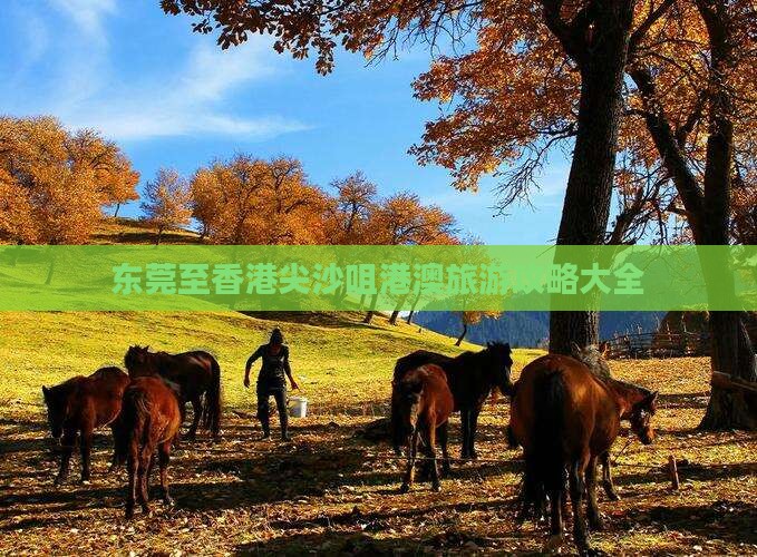 东莞至香港尖沙咀港澳旅游攻略大全