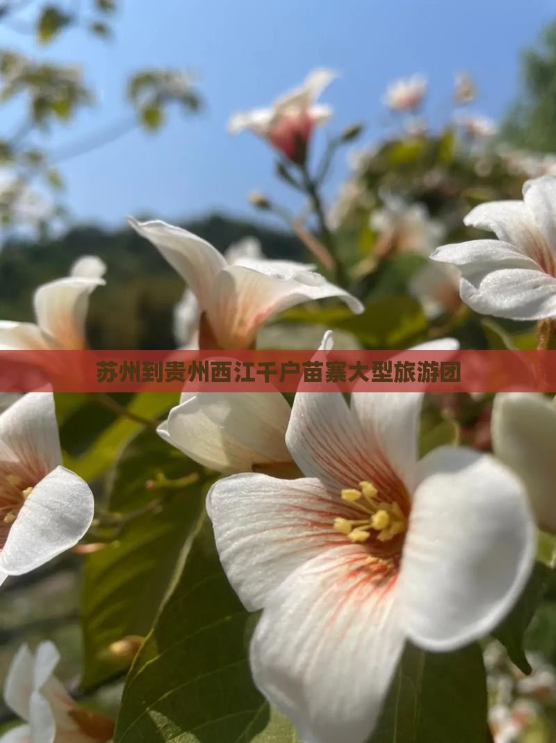 苏州到贵州西江千户苗寨大型旅游团