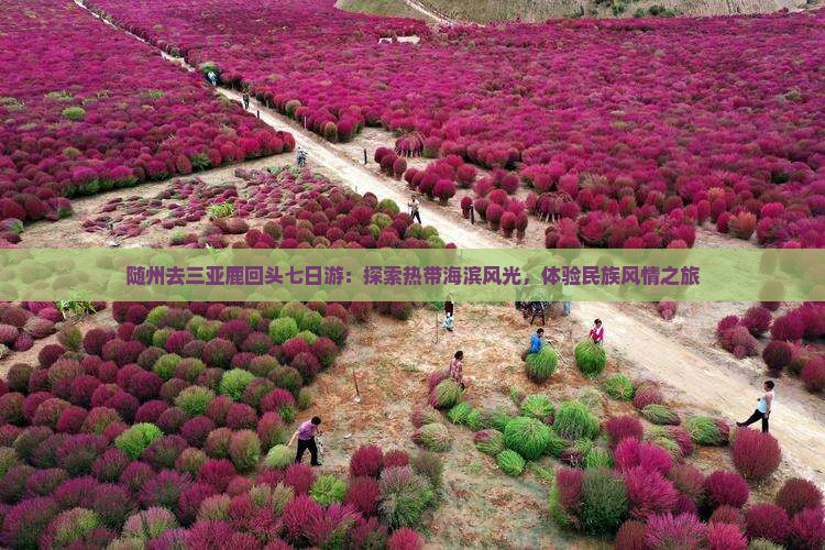 随州去三亚鹿回头七日游：探索热带海滨风光，体验民族风情之旅