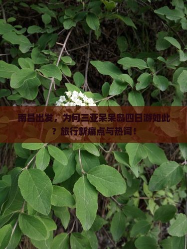 南昌出发，为何三亚呆呆岛四日游如此？旅行新痛点与热词！