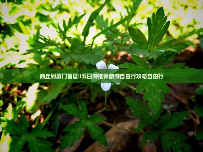 商丘到厦门曾厝垵五日游推荐旅游自由行攻略自由行