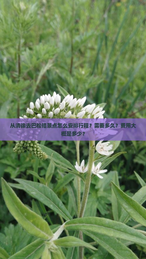 从清徐去巴松措景点怎么安排行程？需要多久？费用大概是多少？