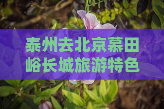 泰州去北京慕田峪长城旅游特色小吃攻略