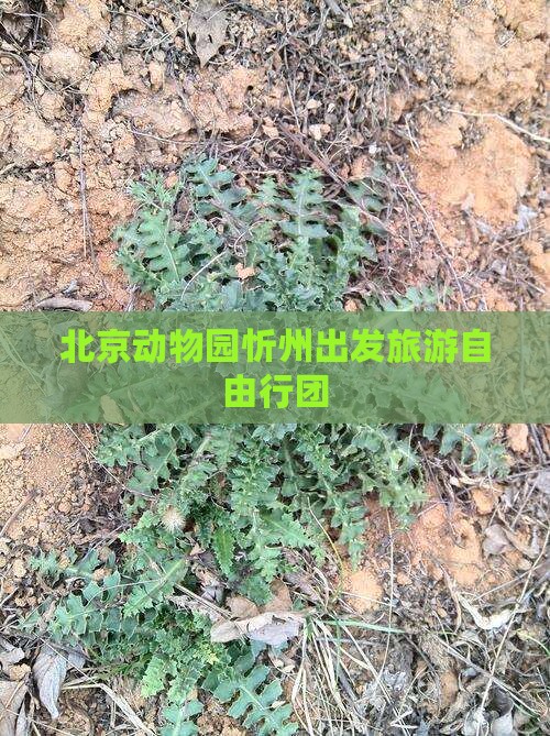 北京动物园忻州出发旅游自由行团