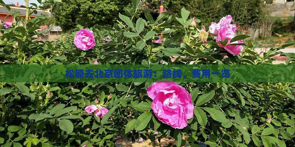 松原去北京团体旅游：路线、费用一览
