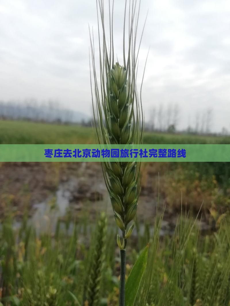 枣庄去北京动物园旅行社完整路线