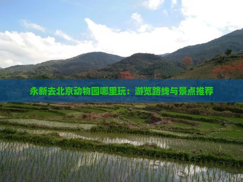 永新去北京动物园哪里玩：游览路线与景点推荐