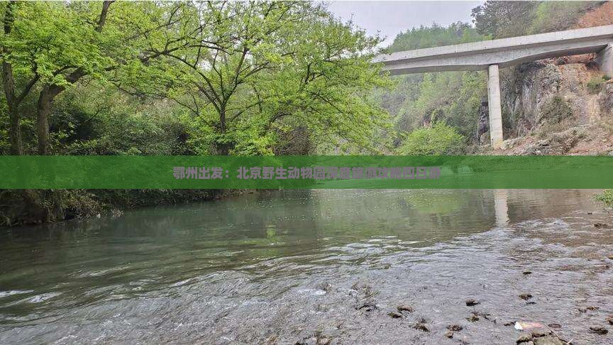 鄂州出发：北京野生动物园深度旅游攻略四日游