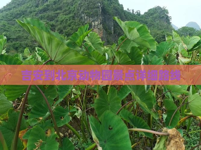 吉安到北京动物园景点详细路线
