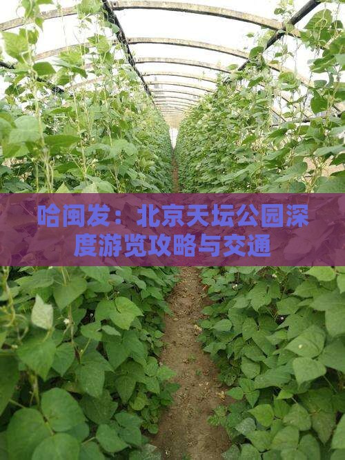 哈闽发：北京天坛公园深度游览攻略与交通