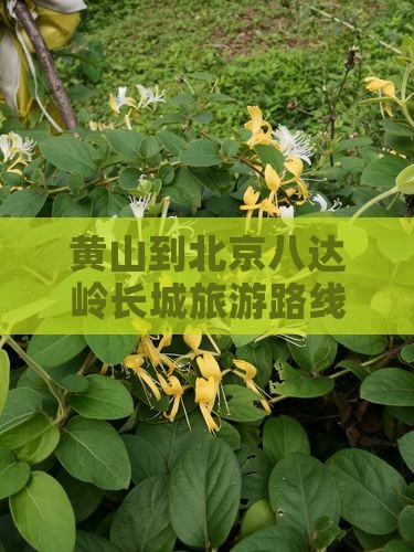 黄山到北京八达岭长城旅游路线攻略六日游