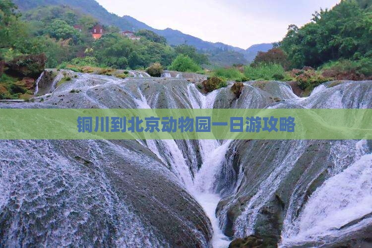 铜川到北京动物园一日游攻略