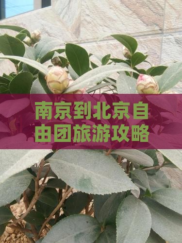 南京到北京自由团