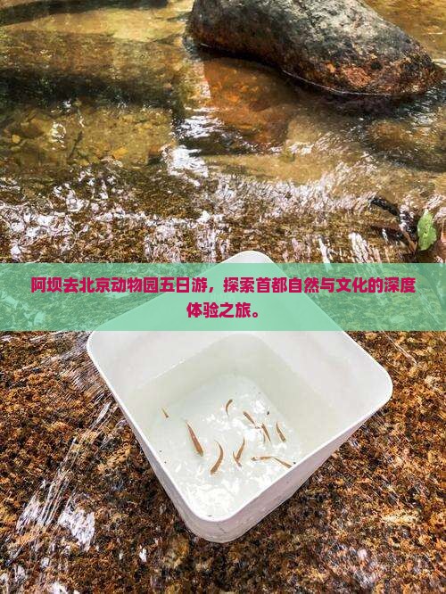 阿坝去北京动物园五日游