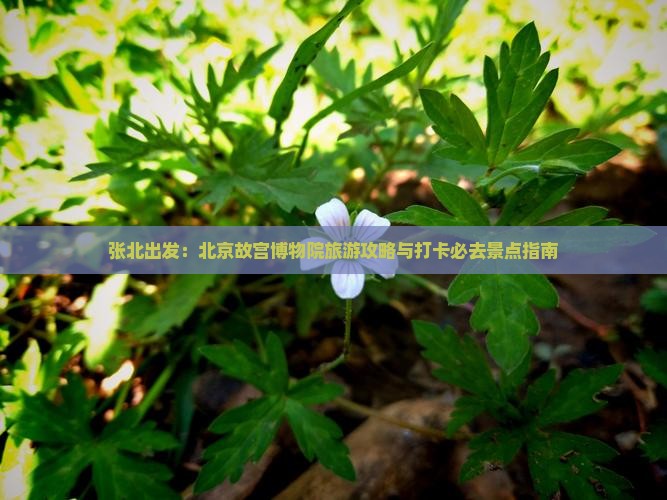 张北出发：北京故宫博物院旅游攻略与打卡必去景点指南