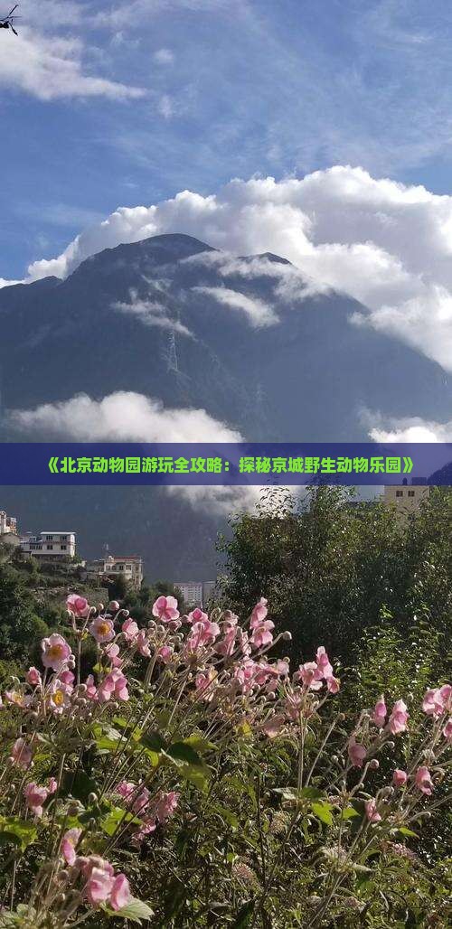 《北京动物园游玩全攻略：探秘京城野生动物乐园》