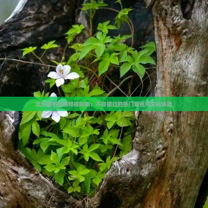 北京春节旅游终极指南：不容错过的热门景点与文化体验
