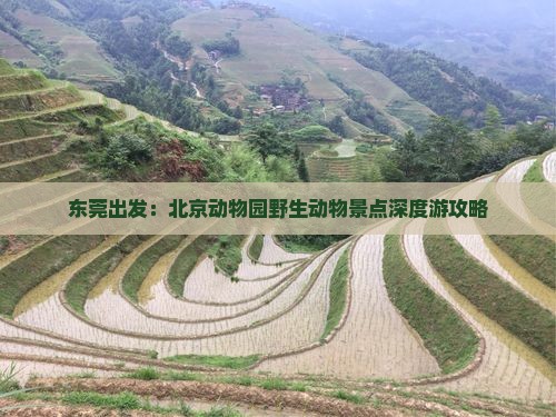 东莞出发：北京动物园野生动物景点深度游攻略