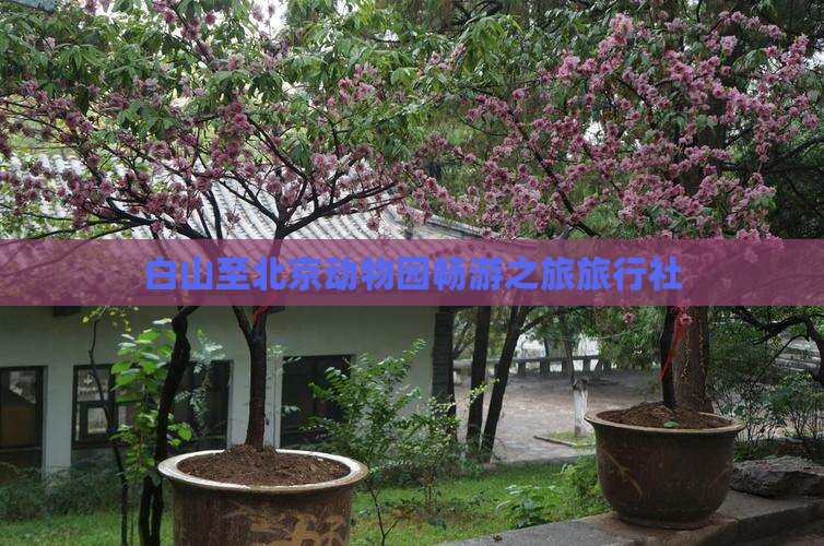 白山至北京动物园畅游之旅旅行社