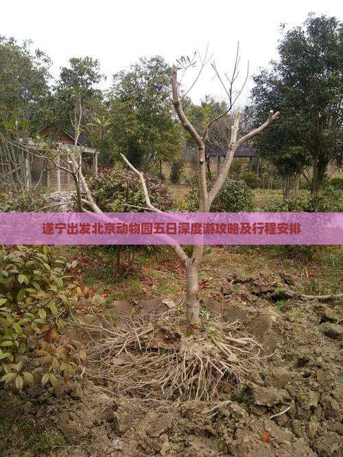 遂宁出发北京动物园五日深度游攻略及行程安排