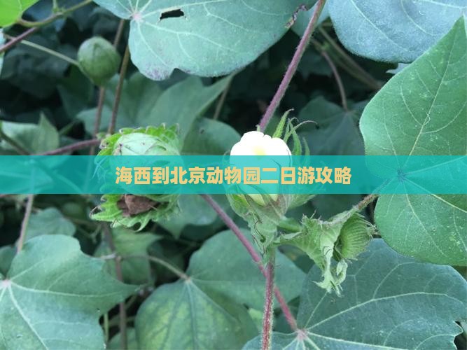 海西到北京动物园二日游攻略