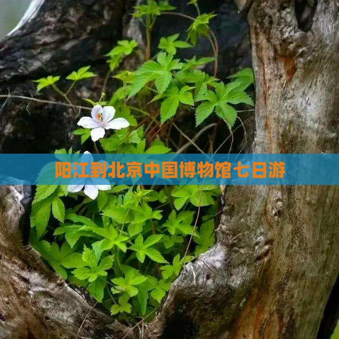 阳江到北京中国博物馆七日游 阳江到北京中国博物馆七日游