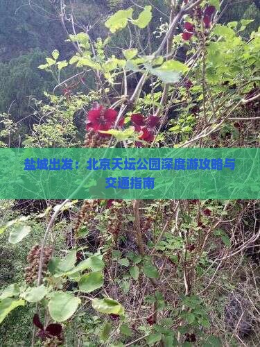 盐城出发：北京天坛公园深度游攻略与交通指南