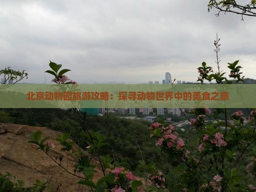 北京动物园旅游攻略：探寻动物世界中的美食之旅