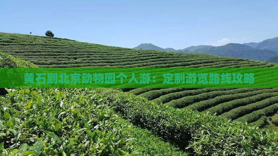 黄石到北京动物园个人游：定制游览路线攻略