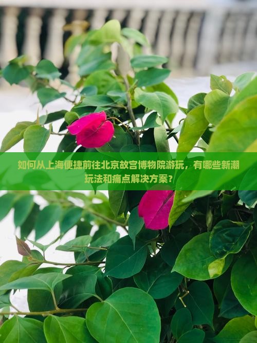 如何从上海便捷前往北京故宫博物院游玩，有哪些新潮玩法和痛点解决方案？