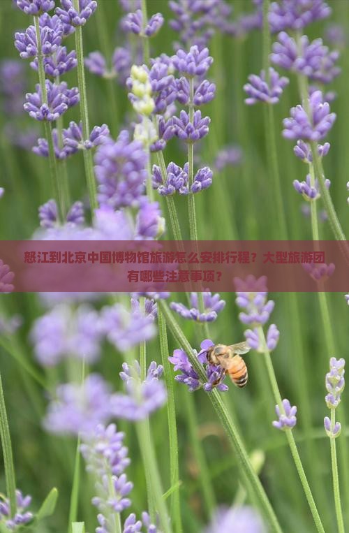 怒江到北京中国博物馆旅游怎么安排行程？大型旅游团有哪些注意事项？
