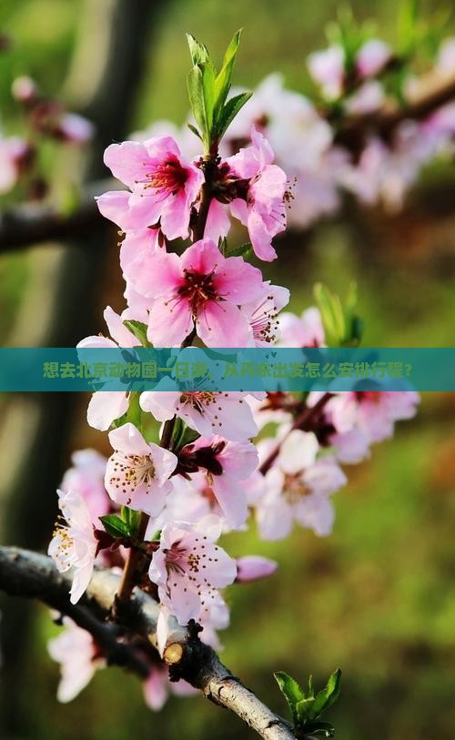 想去北京动物园一日游，从丹东出发怎么安排行程？