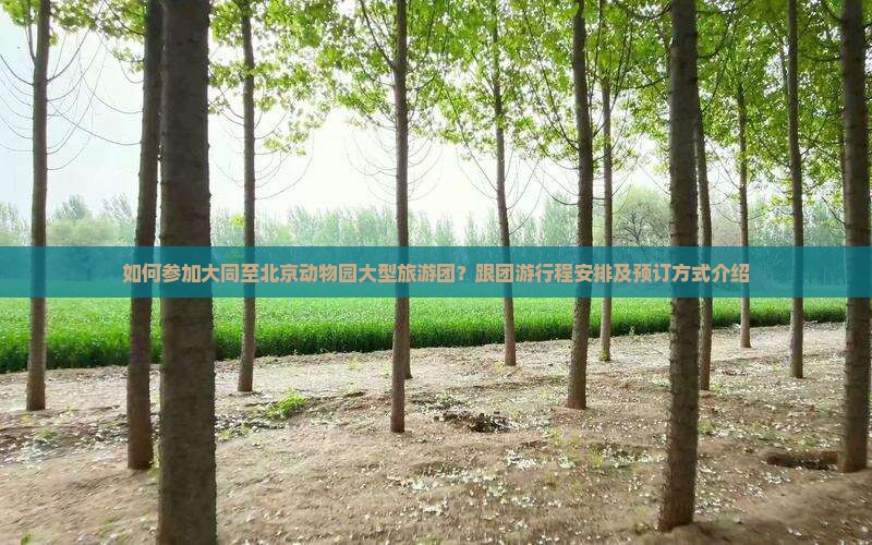 如何参加大同至北京动物园大型旅游团？跟团游行程安排及预订方式介绍