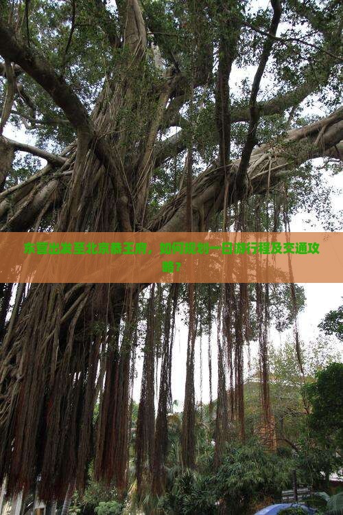 东营出发至北京恭王府，如何规划一日游行程及交通攻略？