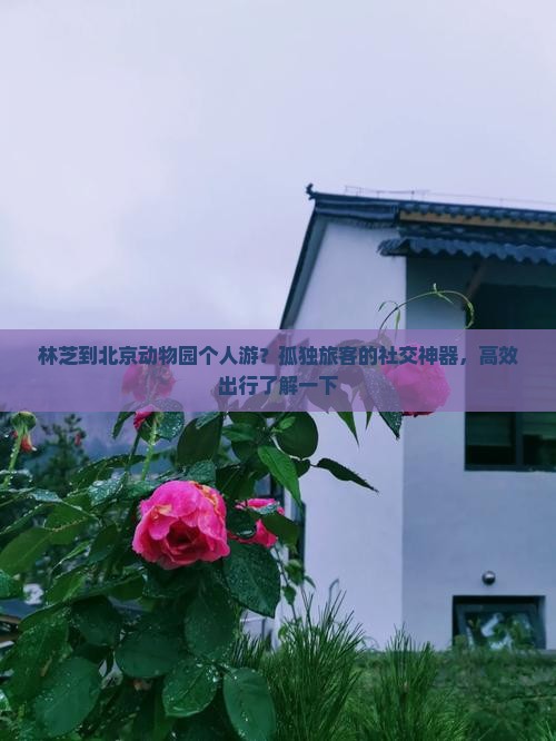林芝到北京动物园个人游？孤独旅客的社交神器，高效出行了解一下