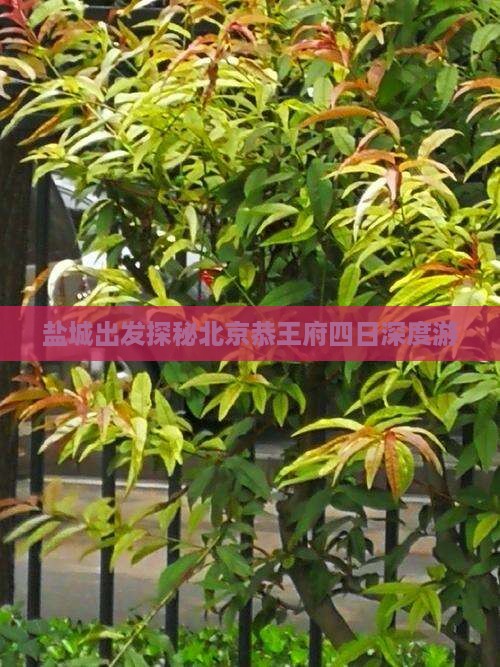 盐城出发探秘北京恭王府四日深度游